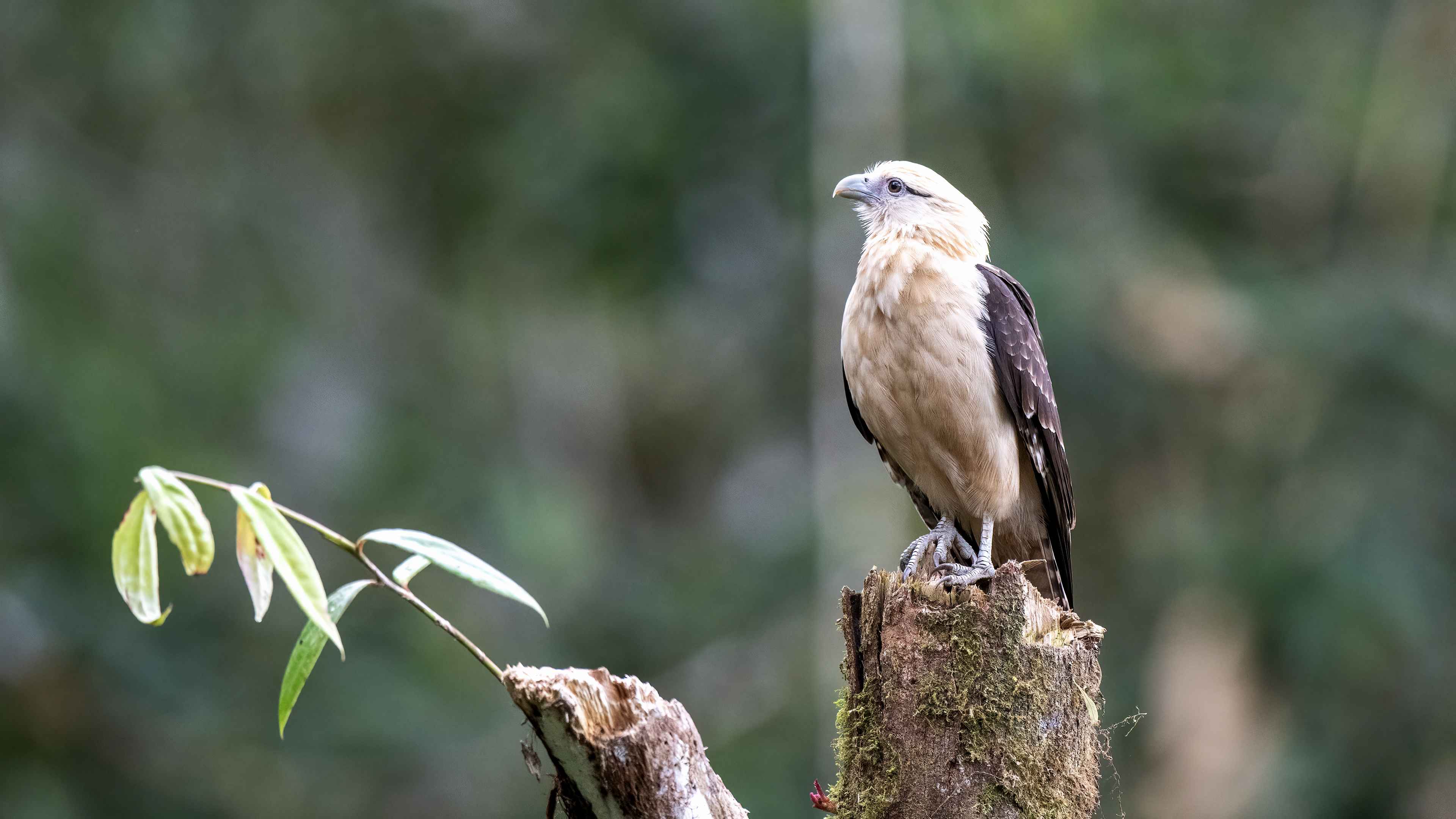 Yellow-headed Caracara